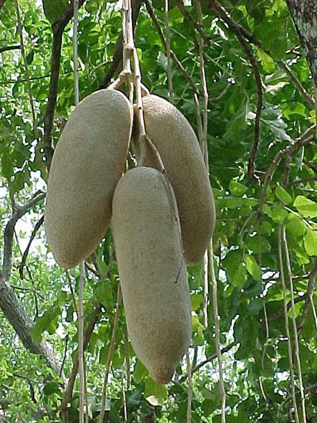 Điều đặc biệt khi hình thành quả có thể mất tới 1 năm để chín.