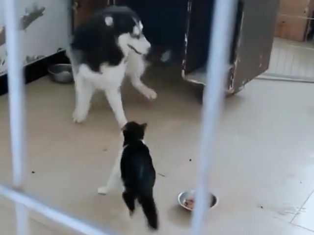 Video Clip Cười - Đừng tưởng cứ "to xác" là kẻ khác phải sợ