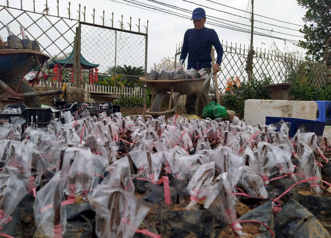 Từ những mầm đào Thất thốn này, phải mất đến gần 10 năm ông Hàm mới có sản phẩm để cho thuê.
