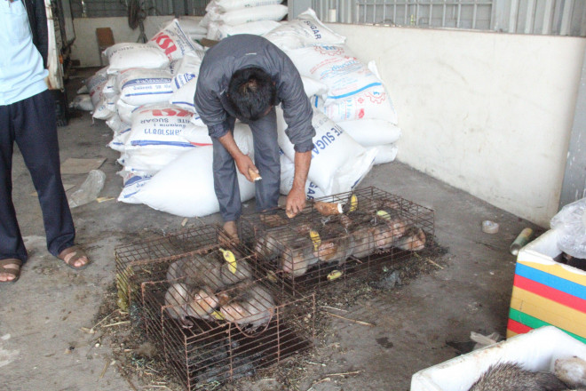 Phạt 80 triệu đồng và tịch thu phương tiện đối với người vận chuyển thuê thú rừng