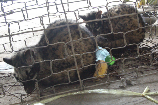 Đến ngày 19/12, đã có 20/48 con thú rừng bị "giam" ở kho hải quan đã chết vì kiệt sức