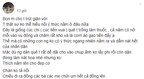 Cô gái kém duyên nằm đè bẹp vườn cúc tiến vua cực đắt khiến dân mạng phẫn nộ - 1