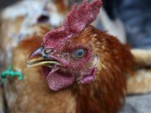 Kinh doanh - Cắt bỏ thứ quan trọng nhất của gà trống thành nghề "hái ra tiền" ở Việt Nam