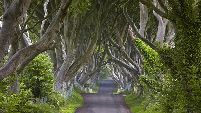 The Dark Hedges, Bregagh Road, County Antrim, Bắc Ireland: Một cảnh chính trong "Game of Thrones" đã giúp biến Bregagh Road, còn được gọi là Dark Hedges, trở thành một điểm thu hút khách du lịch.
