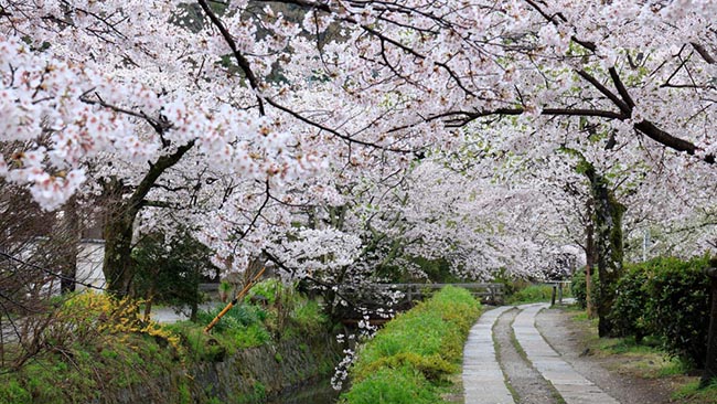 The Philosopher's Walk, Kyoto, Nhật Bản: Những bông hoa anh đào tràn ngập bờ kênh giữa Ginkaku-Ji và Nanzen-Ji giúp khiến cho con đường đẹp nhất của Philosopher Walk càng trở nên rực rỡ.
