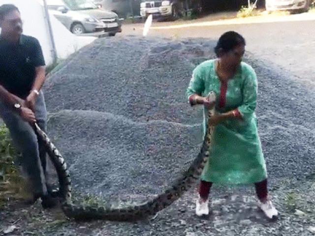 Media - Người phụ nữ 60 tuổi liều lĩnh tóm gọn trăn "khủng" bằng tay không