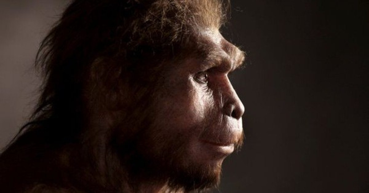 Chân dung một người Homo Erectus - ảnh: SCIENCE PHOTO LIBRARY