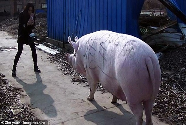 Một nông dân ở Cát Lâm, Trung Quốc đã&nbsp;nuôi thành công loài lợn trọng lượng khoảng 175kg - 200kg/con, nặng&nbsp;hơn lợn bình thường 125kg.
