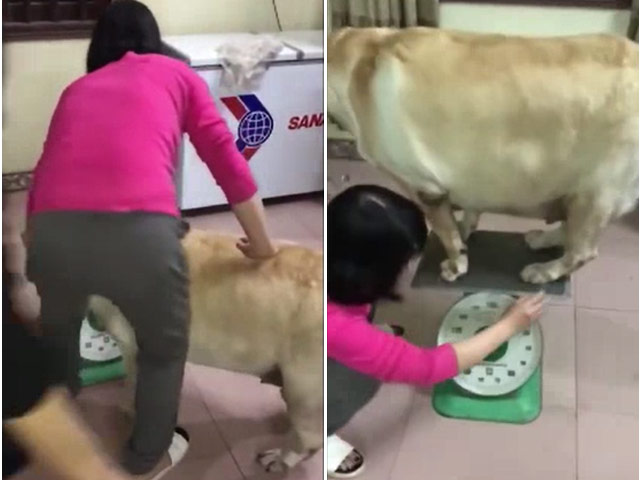 Bạn trẻ - Cuộc sống - Clip: Chú chó nặng gần 90kg béo ục ịch như heo "gây bão"