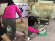 Bạn trẻ - Cuộc sống - Clip: Chú chó nặng gần 90kg béo ục ịch như heo &quot;gây bão&quot;