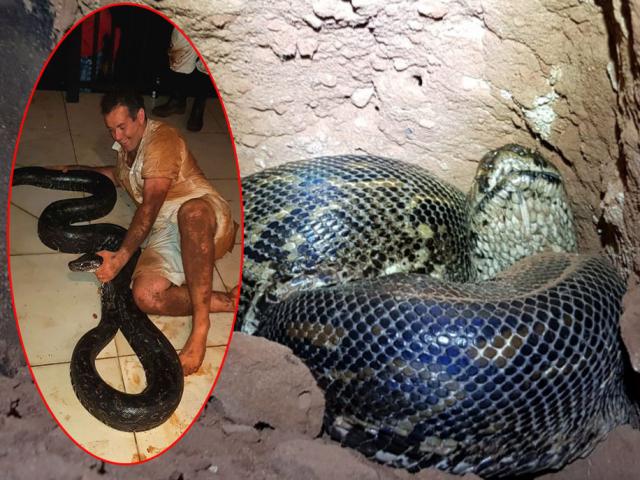 Thế giới - Nam Phi: Kịch tính màn bắt trăn "khủng" hơn 4m, thợ bắt bị "kẻ thứ 3" tấn công quyết liệt