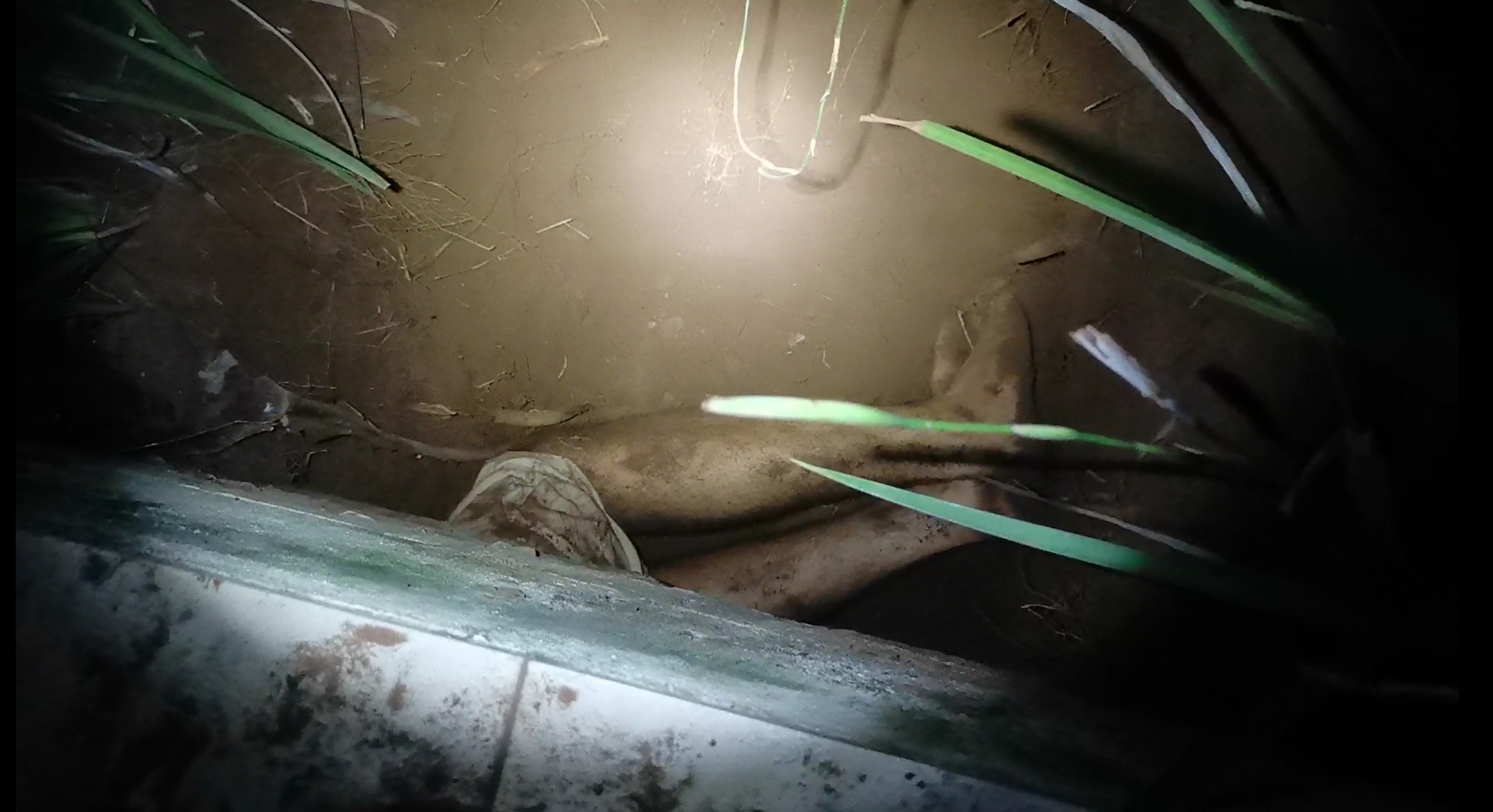 Evans bò vào bên trong chiếc hố vừa đào để quan sát thì bị ong đốt