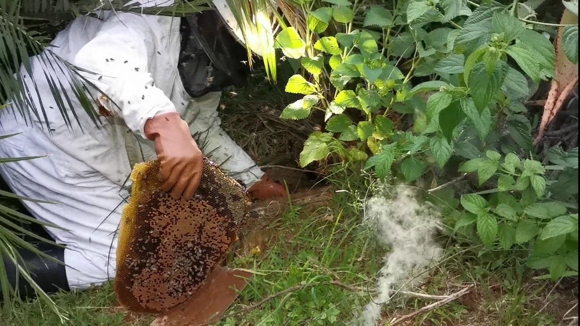 Thợ bắt ong Johan xử lý tổ ong