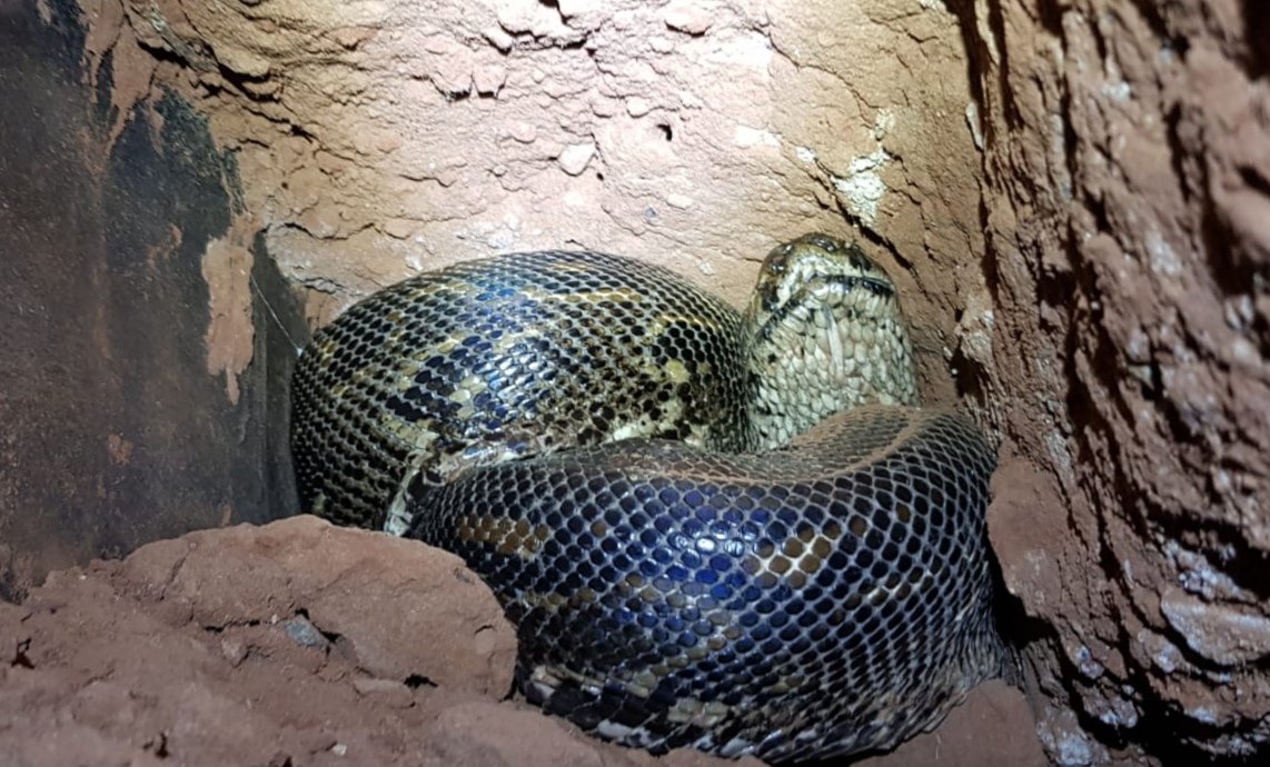 Con trăn "khủng" được phát hiện tại một khu sinh thái ở Nam Phi