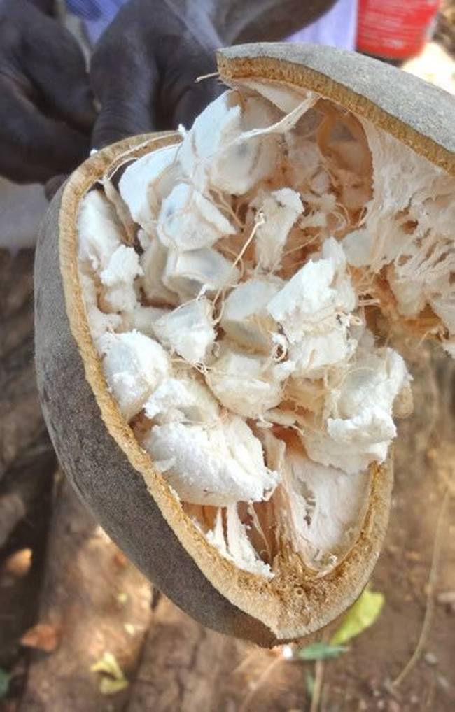 Mức giá bán của bột baobab có thể lên đến 10,5 USD/kg &#40;~235.000 đồng/kg&#41;.