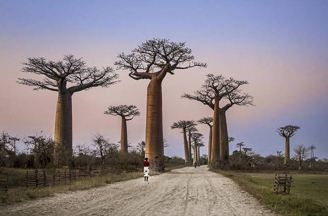 Nhiều người dân ở châu Phi có thể kiếm tiền từ cây baobab nhờ thu hoạch quả khô lấy bột bán, hoặc bán tươi.