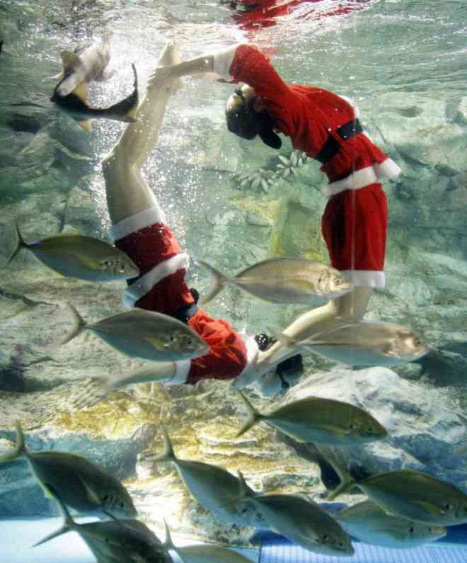 Đôi khi các bà già Noel còn xuống bơi cùng các chú cá như tại Thủy cung Seaworld Aquarium ở Seoul.