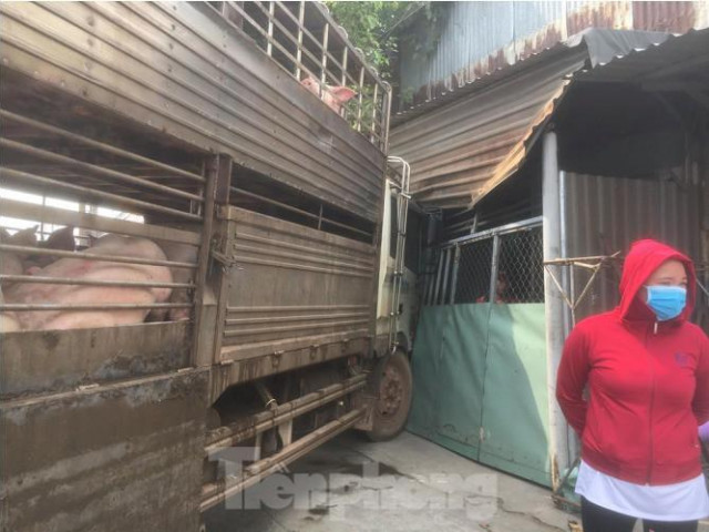 Tin tức trong ngày - Xe chở 50 con heo tông vào nhà dân khiến quốc lộ 13 kẹt cứng 2km