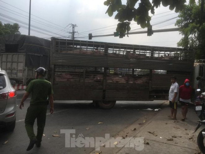 Trên xe chở 50 con heo