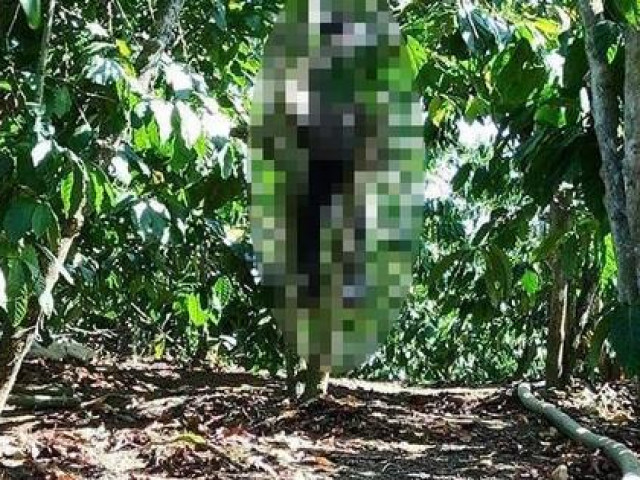 Pháp luật - Lâm Đồng: Tá hỏa phát hiện người đàn ông treo cổ trong rẫy cà phê