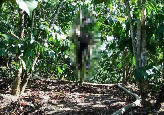 Đến khoảng 6 giờ 30 sáng nay (22-12) chủ nhà và người làm công tá hỏa phát hiện anh K' Dẻo đã chết trong tư thế treo cổ trên một cây cà phê lớn trong rẫy nên đã báo chính quyền địa phương.