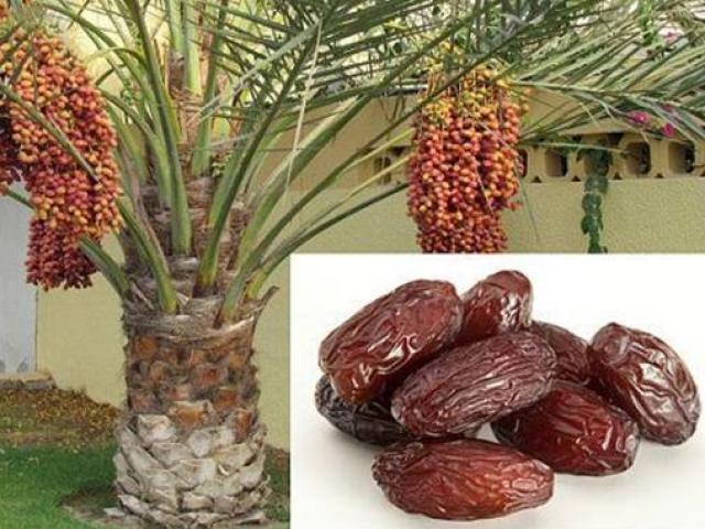 Thị trường - Tiêu dùng - Trước trồng làm cảnh chẳng ai "thèm", nay bán quả hơn nửa triệu/kg đếm tiền "mỏi tay"