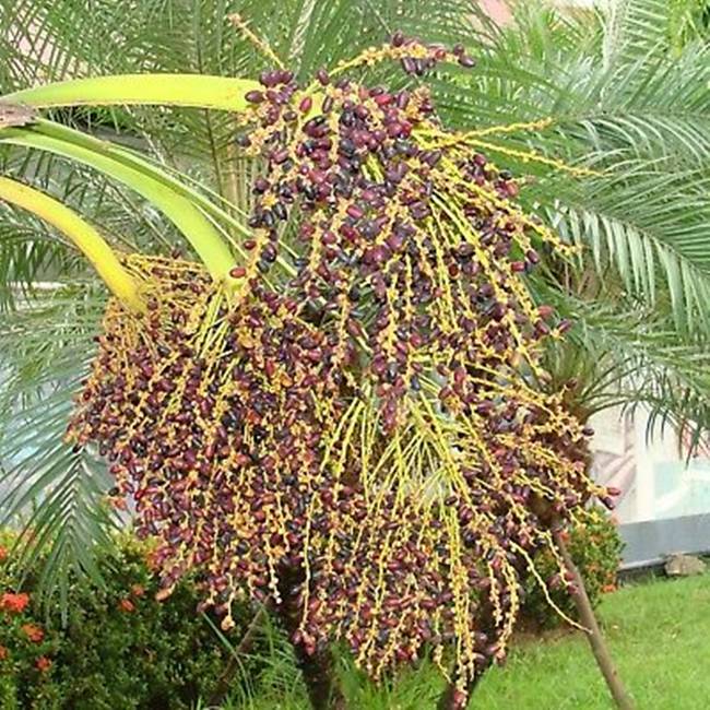 Chà là là loại cây&nbsp;được trồng nhiều ở khu vực Trung Đông, đến nay nó đã được trồng ở nhiều khu vực trên thế giới..&nbsp;