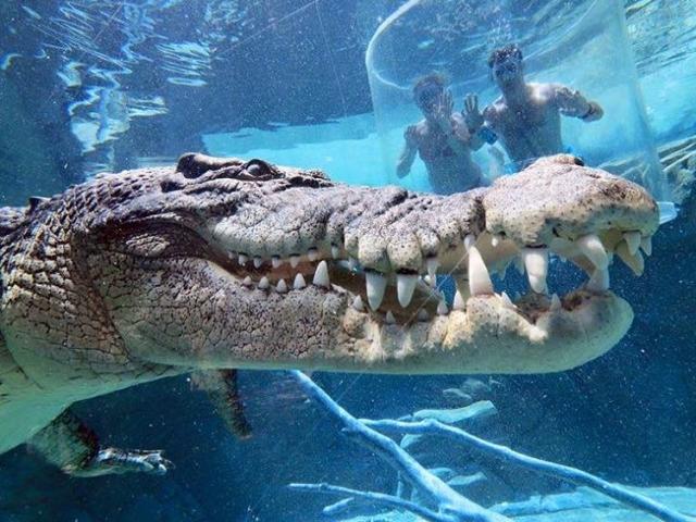 Media - Trải nghiệm cảm giác đối mặt với cá sấu khổng lồ trong lồng tử thần