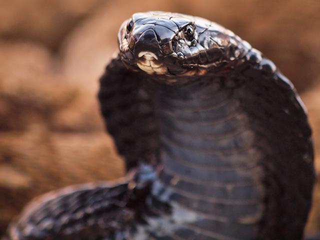 Media - Dùng độc chiêu hạ đối thủ bất thành, hổ mang chúa nhận cái kết đắng