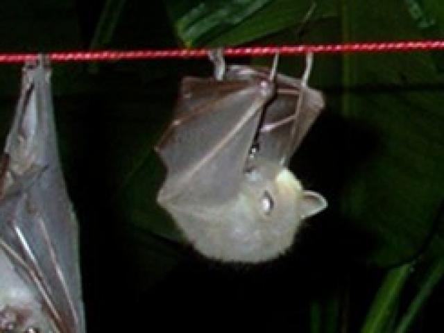 Kinh doanh - Nghề lạ ở Việt Nam: Bắt loài mặt chuột về... hứng phân đem bán lấy tiền