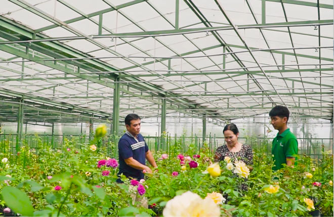Khách hàng thăm quan và mua hoa hồng tại Vũ garden