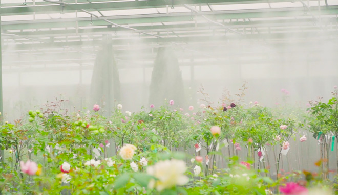 Vũ Garden - Thế giới của các loài hoa hồng - 3