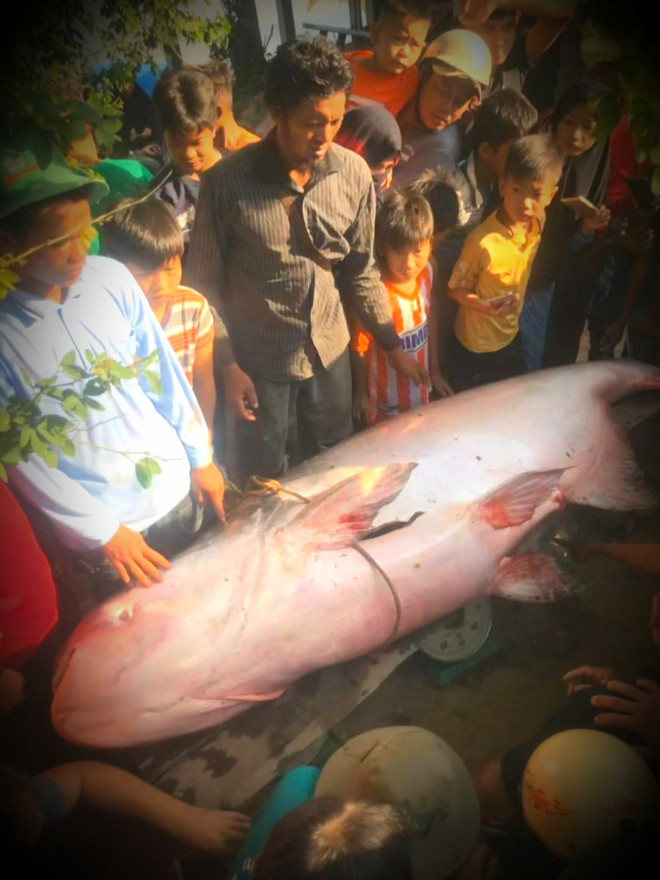 Cá tra dầu khủng do ông Salyman bắt được ở khu vực đầu nguồn sông Hậu thuộc sông Bassac của Campuchia. Ảnh: P.N