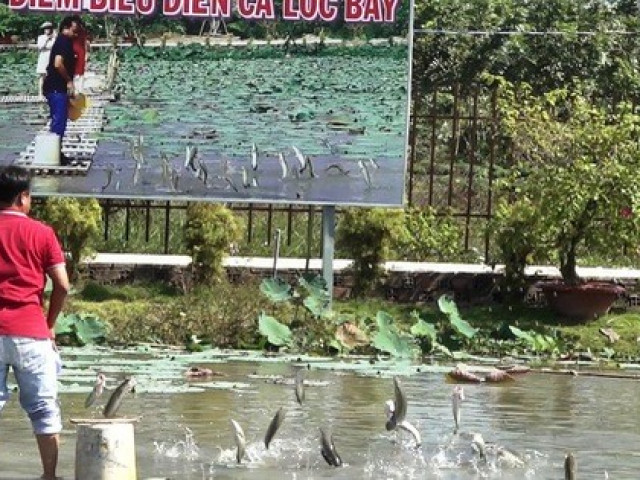 Du lịch - Mãn nhãn với cánh đồng hoa hồng có biểu diễn cá lóc bay