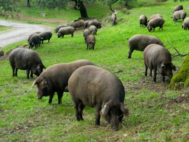 Thị trường - Tiêu dùng - Nuôi con nhìn xấu xí, khó ưa theo cách lạ, kiếm chục triệu từ thứ để 3 năm mới đem bán