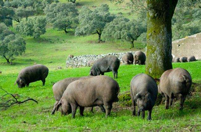 Lợn Iberico là một giống lợn quý. Trong tiếng Tây Ban Nha, nó có tên là “Pata Negra” hay có nghĩa là lợn móng đen.