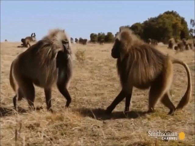 Phi thường - kỳ quặc - Video: Phát hiện con cái "ngoại tình", khỉ đực nổi điên tấn công "kẻ thứ ba"