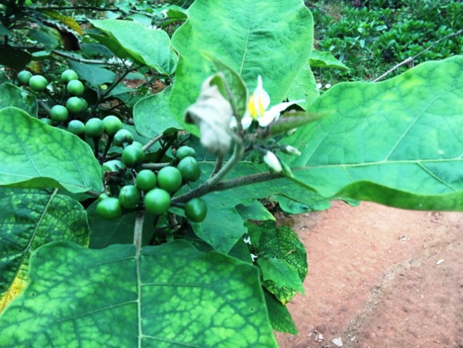 Cận cảnh lá, quả, hoa cây cà đắng. Ảnh: internet.