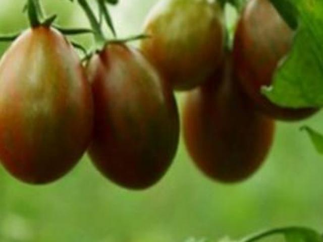 Việt Nam trồng loại quả có tên sô cô la, chỉ to bằng quả chanh mà giá cả trăm nghìn/kg