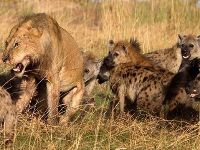 Màn ”cứu giá” đầy kịch tính khi sư tử bị đàn linh cẩu đánh hội đồng