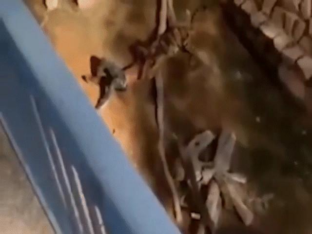 Thế giới - Ả rập Saudi: Thanh niên bị hổ vồ trong chuồng, đội giải cứu bắn 4 phát chưa hạ nổi thú dữ