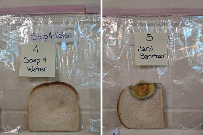 Chỉ bằng vài lát bánh mì có thể nhận ra tác dụng của việc rửa tay hơn hẳn thuốc khử trùng - 2