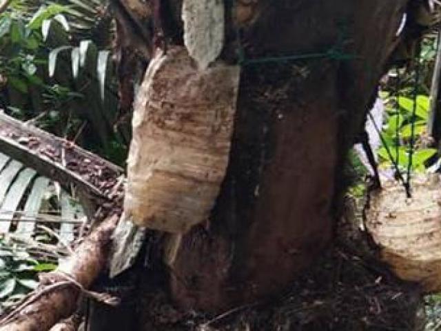 Thị trường - Tiêu dùng - Cây dừa lạ cho rượu như sâm panh mà giá bán "rẻ như cho"