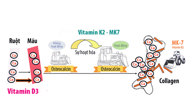 Vitamin D3 và K2 quyết định khả năng hấp thu và gắn canxi vào xương