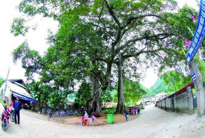 Bảo tồn rừng nguyên sinh ở Bắc Sơn Ảnh: Doãn Tuấn