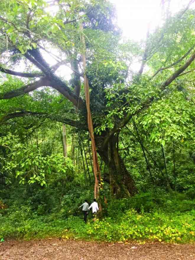 Cây cổ thụ bỗng xuất hiện 2 nhánh xoắn vào nhau, cắm sâu lòng đất khu rừng thiêng Đông Đằng Ảnh: Duy Chiến