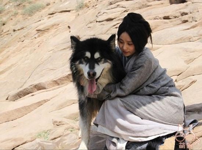 Trong "Phong trung kỳ duyên", nhân vật của Lưu Thi Thi từ nhỏ đã lớn lên ở đại mạc với bầy sói. Để hoàn thành những cảnh quay này, đoàn phim đã tìm tới những chú chó Alaska.