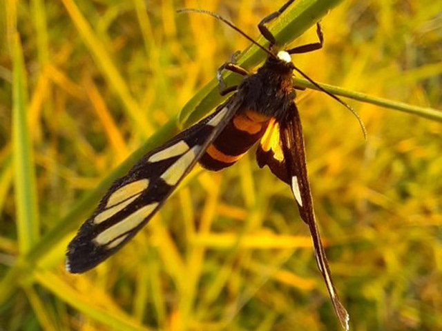 Thời trang Hi-tech - Thoả sức thể hiện chất nghệ trong mùa lễ hội với Galaxy A51