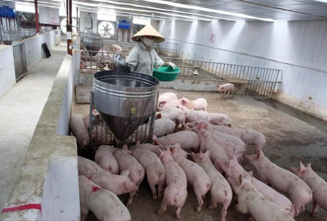 Nhiều trang trại lợn hàng trăm con đang đợi giá thịt lợn tăng cao hơn nữa mới bán Ảnh: Như Ý
