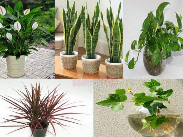 Sức khỏe đời sống - Những loại cây trồng trong nhà vừa lọc sạch không khí, vừa mang tài lộc cho chủ